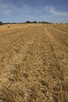 summer landscape with hay bales and deep blue skyscape