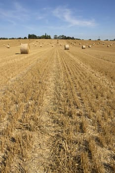 summer landscape with hay bales and deep blue skyscape