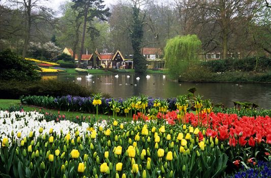 Thousands of hyacinths and tulips bloom in the spring in Keukenhof Gardens, Lisse, The Netherlands.