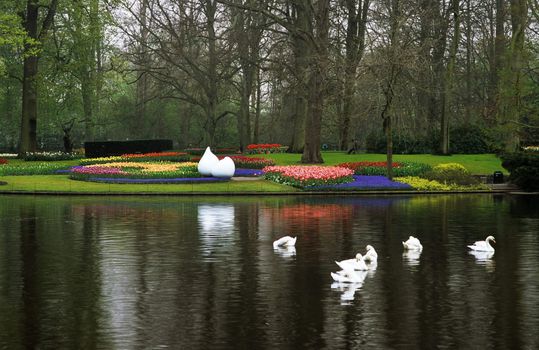 Swans swim in a lake surrounded by spring tulips in Keukenhof Gardens, Lisse, The Netherlands.