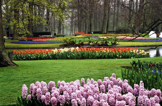 Thousands of hyacinths and tulips bloom in the spring in Keukenhof Gardens, Lisse, The Netherlands.