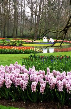 Thousands of hyacinths and tulips bloom in the spring in Keukenhof Gardens, Lisse, The Netherlands.