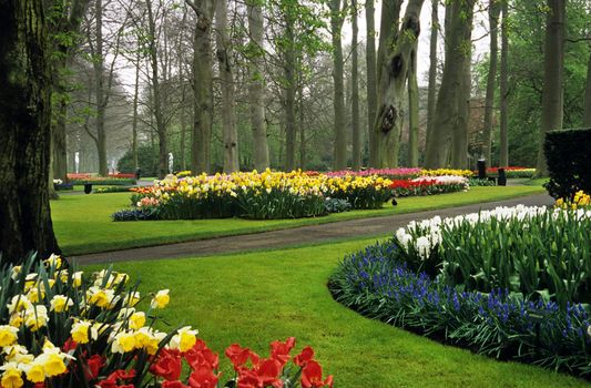 Thousands of hyacinths and tulips bloom in the spring in Keukenhof Gardens, Lisse, The Netherlands.