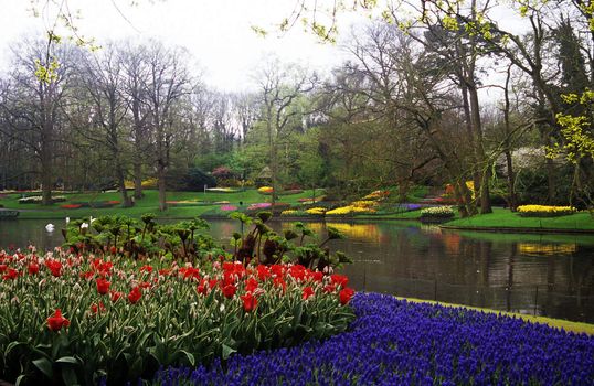 Thousands of hyacinths and tulips bloom in the spring in Keukenhof Gardens, Lisse, The Netherlands.