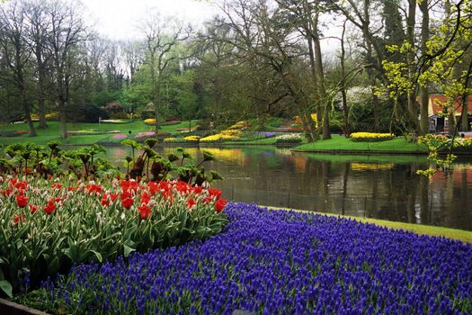 Thousands of hyacinths and tulips bloom in the spring in Keukenhof Gardens, Lisse, The Netherlands.