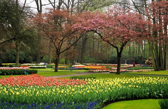 Trees and bulbs bloom and flower in springtime at Keukenhof Gardens in Lisse, the Netherlands.