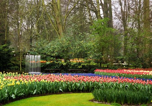 Bulbs bloom and flower in springtime at Keukenhof Gardens in Lisse, the Netherlands.