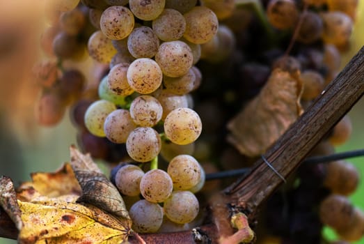 Gros Manseng and Petit Manseng grapes are grown for Jurancon wine in Southwest France.