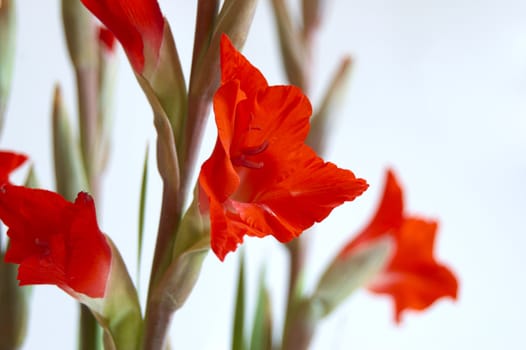 Red Gladiolus on a white background