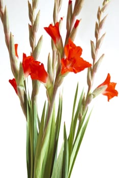 Red Gladiolus on a white background