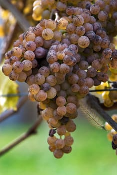 Gros Manseng and Petit Manseng grapes are grown for Jurancon wine in Southwest France.