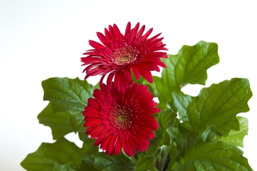 A Daisy flower on a white background