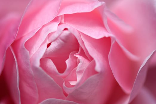 A Macro image of a delicate pink rose.