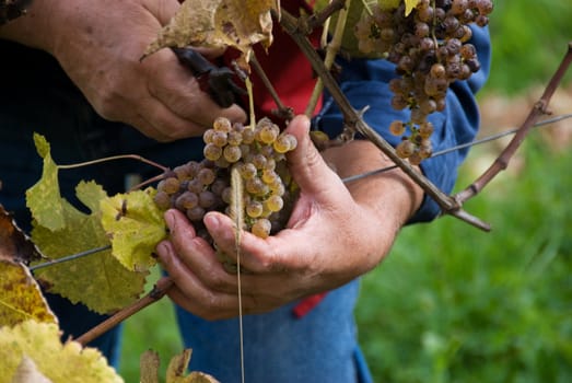 Gros and Petit Manseng grapes are harvested in Southwest France for sweet white Jurancon wines.