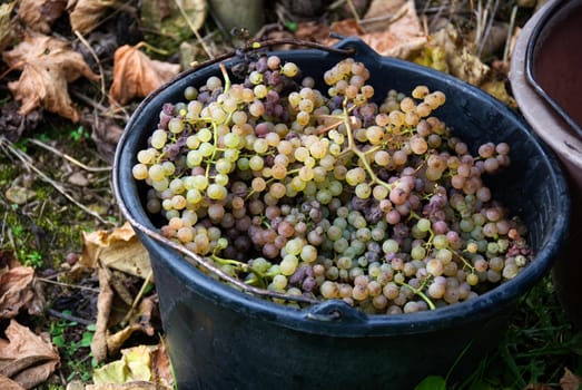 A pail is laden with Gros and Petit Manseng grapes ready to make Jurnacon wine in Southwest France.