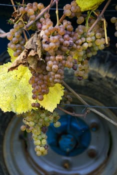 Gros and Petit Manseng grapes are transported by tractor to the winery where they will be made into Jurancon wine in Southwest France.