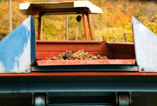 Gros and Petit Manseng grapes are transported by tractor to the winery where they will be made into Jurancon wine in Southwest France.