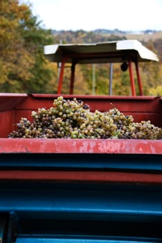 Gros and Petit Manseng grapes are transported by tractor to the winery where they will be made into Jurancon wine in Southwest France.