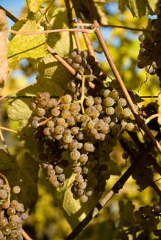 Gros Manseng and Petit Manseng grapes are grown for Jurancon wine in Southwest France.