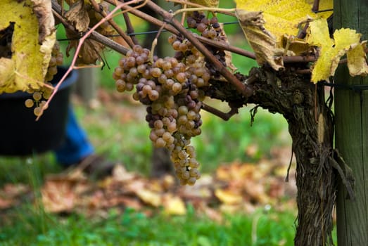 Gros Manseng and Petit Manseng grapes are grown for Jurancon wine in Southwest France.
