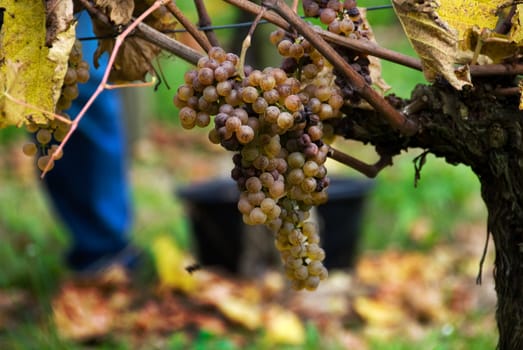 Gros Manseng and Petit Manseng grapes are grown for Jurancon wine in Southwest France.