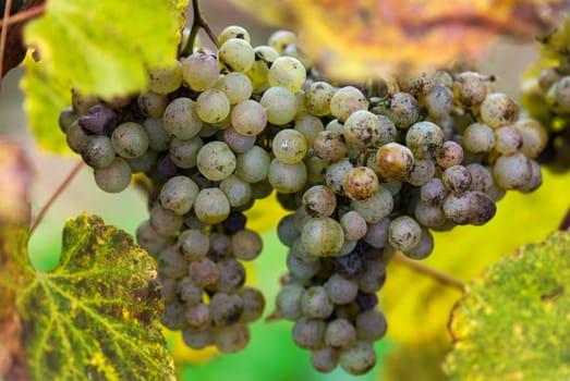 Gros Manseng and Petit Manseng grapes are grown for Jurancon wine in Southwest France.