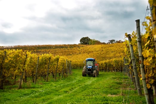 A tractor waits to haul grapes to the nearby winery in a vineyard in Aquitaine, France.