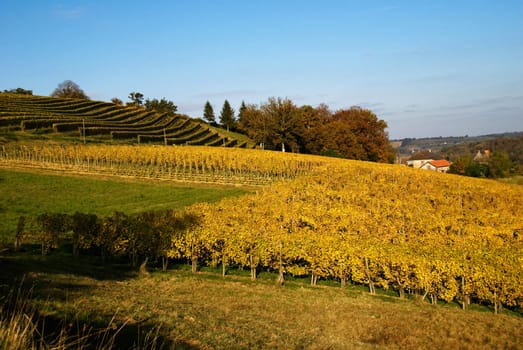 The vineyards in the Jurancon region of Southwest France, grow Gros Manseng and Petit Manseng grapes for sweet white wine.