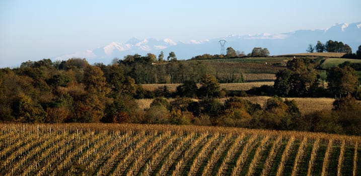 Vinyards thrive at the base of the Pyrenees mountain range in Aquitaine France.