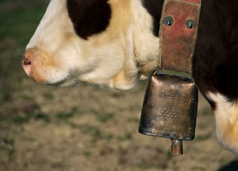 Cow bells are used to find cattle in the Aquitane region of Southwest France.