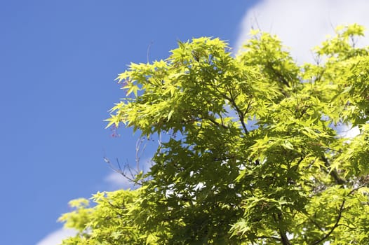 Bright, high contrast shot of green leaves during a sunny day.