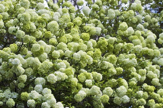 A close-up shot of a blooming snowball tree.