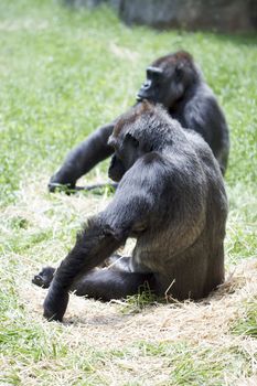 A nice shot of a pair of Gorillas with thoughtful/bored postures.