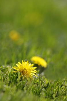 Yellow dandelions in the green grass