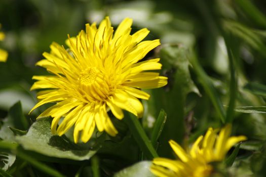 Yellow dandelions blooming