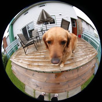 Golden Retriever in a bubble