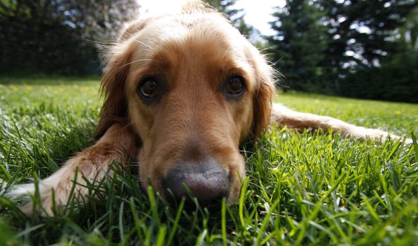 Golden Retriever in the grass