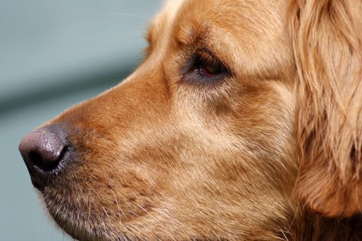 Face of a golden retriever dog