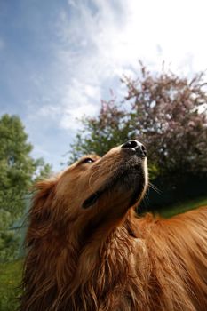 Golden retriever dog looking up the sky