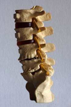 Model of a human spine