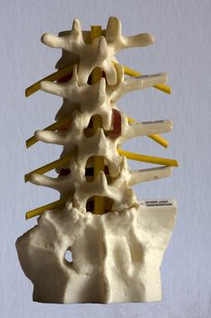 Model of part of the human spine