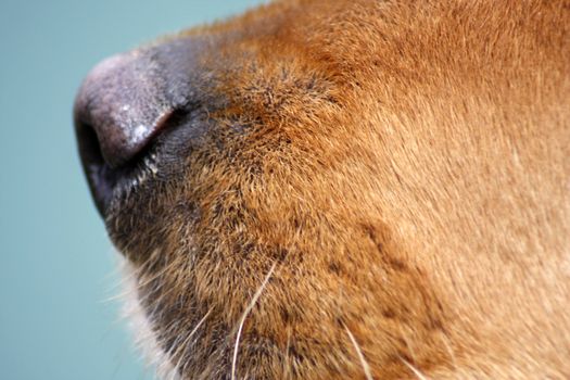 Golden retriever's nose closeup