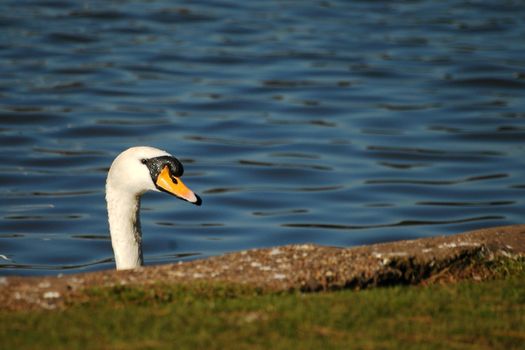 neck and head of white swan behind edge of lake
