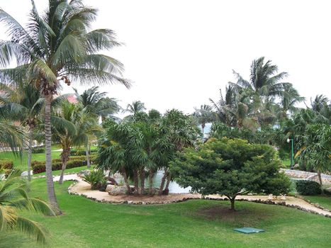 a display of palm trees and folage at mexican resort
