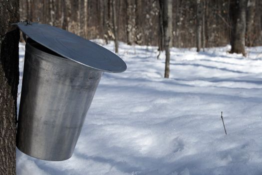 Maple syrup season. Pail used to collect sap of maple tree to produce maple syrup.