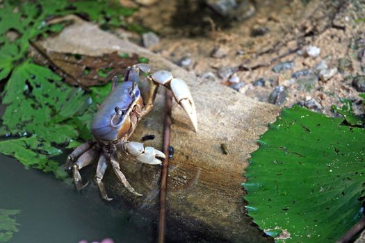 crayfish on the wood in the natural environment