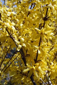 Vibrant yellow blossom of forsythia bushes in spring.