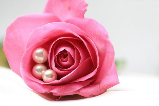 three white pearls in a pink rose