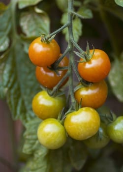 Bunch of tomatoes riping, some still green some turning red. 