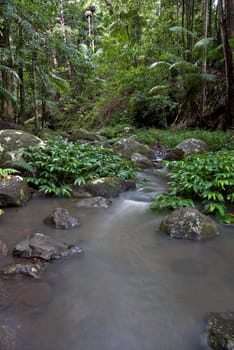 a small stream flows through the border ranges rainforest